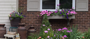   Window Boxes 